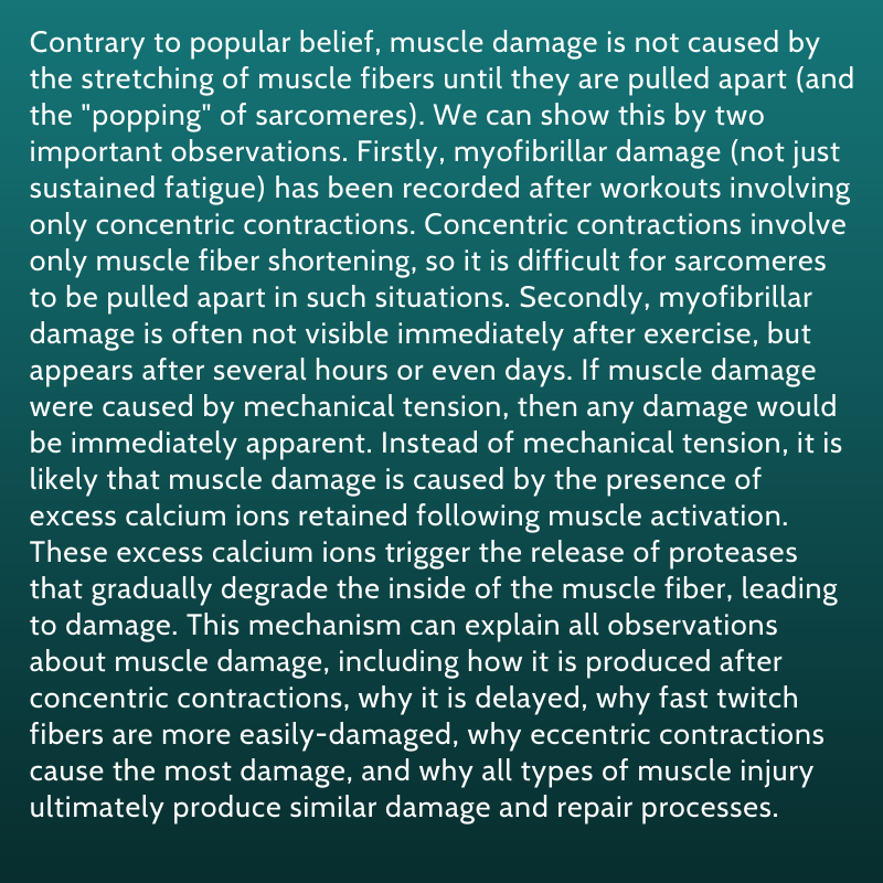 SandCResearch's tweet photo. It is often assumed that muscle damage is caused by muscle fibers being pulled apart during eccentric contractions. Yet, there are good reasons to believe that muscle damage is actually caused by a completely different mechanism. 

Article: https://t.co/LF3760WROS https://t.co/sjEAbb6GJP
