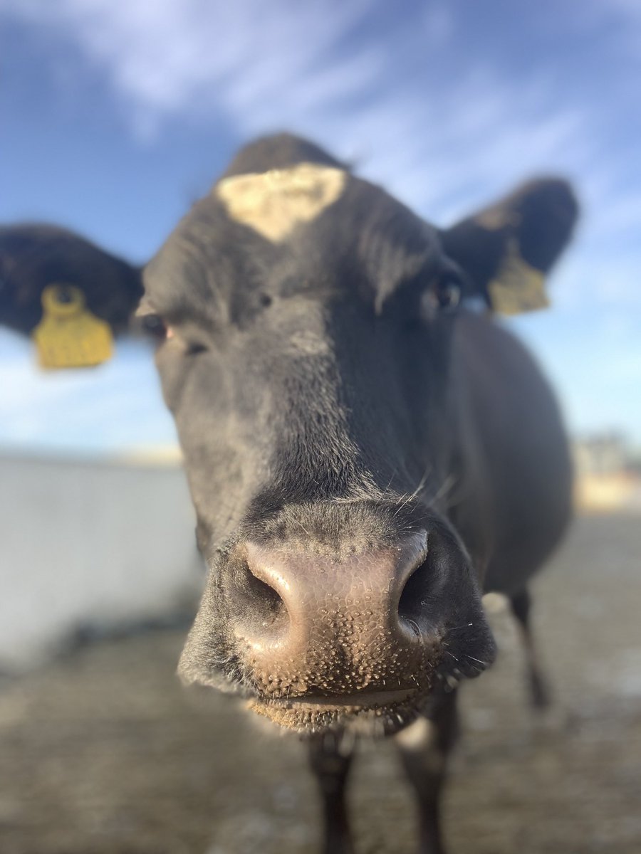 Dara Killeen tweet media