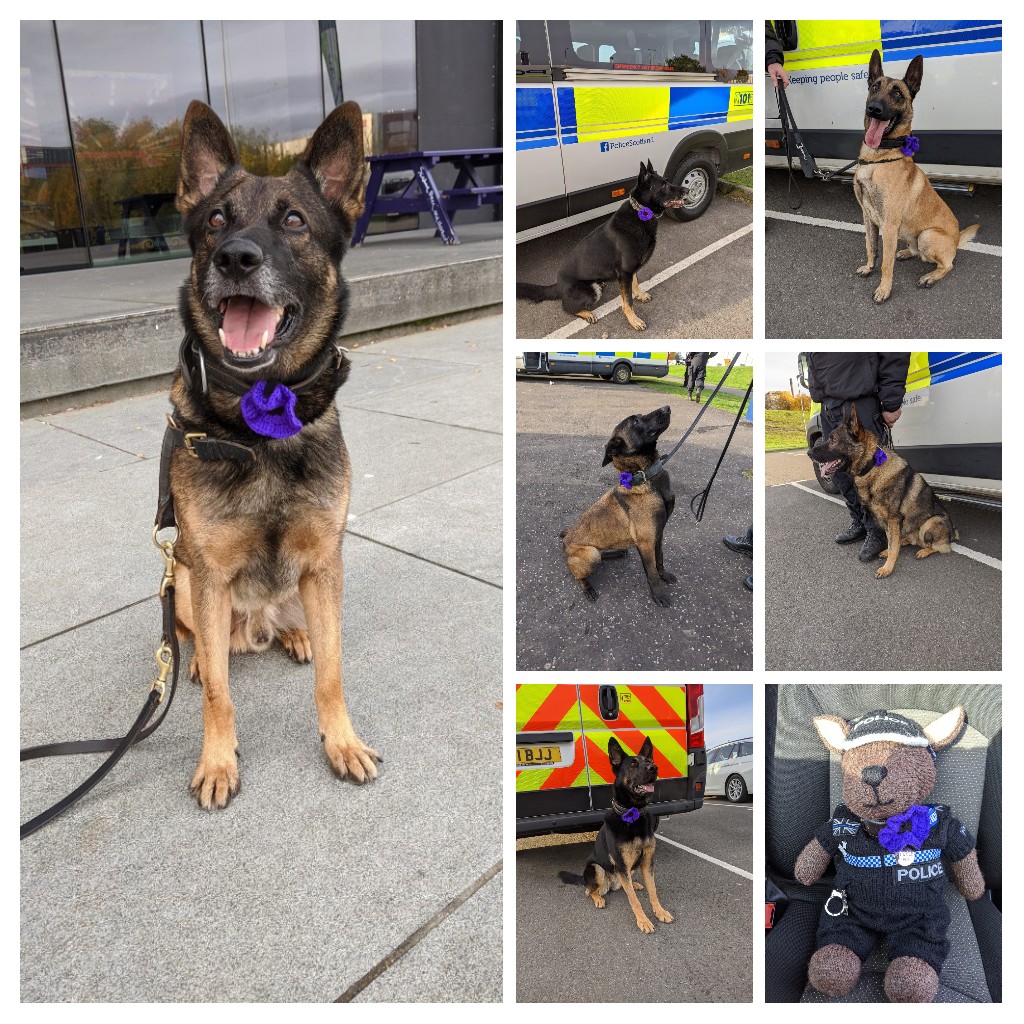 K9Scottish's tweet image. #PDBen #PDBodie #PDObi #PDUshi #PDBecks #PDLily #PDKyle all showing their respects to the animals in war and remembering all those that lost their lives. 
Thank you to @MA_PurplePoppy for our purple poppies 💜
#WeWillRememberThem 
#AnimalsInWar 
#LestWeForget