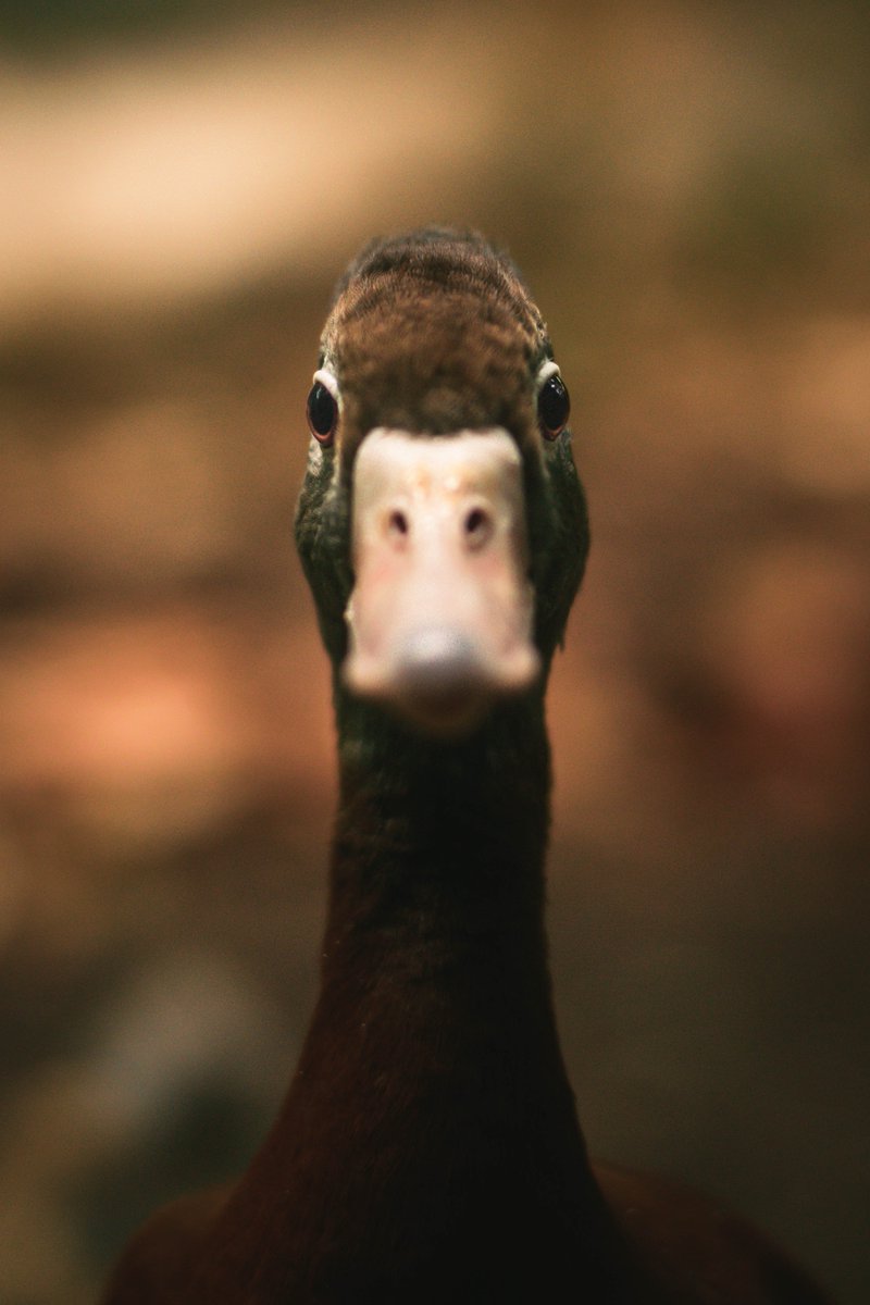 Toobit_Hodgers's tweet photo. Is there anything worse than wet bread? Last time I checked I was NOT waterfowl, I do not need this in my life. #wetbread #breads #fowl https://t.co/96Hr3Fm95u