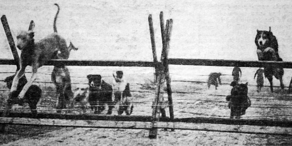 Colonel Richardson started a war dog school in 1914. The first recruits came entirely from Battersea, Birmingham and Liverpool Homes for Lost Dogs. This #ArmisticeDay we remember them, along with all the brave soldiers who served in the war. 💙 #RemembranceDay2021