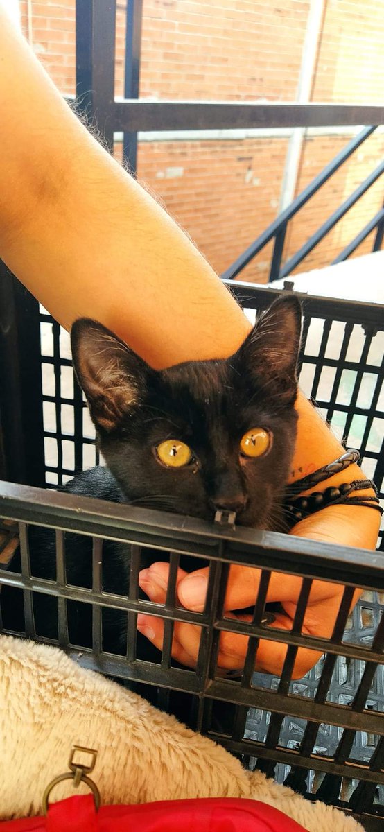 Red_Demon96's tweet photo. ¡¡Urgente!!

Mi mejor amiga se ha encontrado un gatito negro de unos cuatro meses y con un carácter maravilloso. Busca una familia que le aporte muchísimo amor y cariño ya que ella no puede quedárselo.

¡La difusión sería de agradecer! https://t.co/uBUMj6twPv