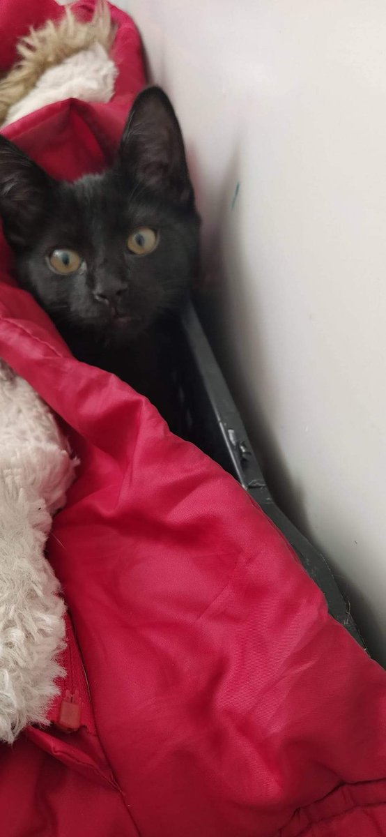 Red_Demon96's tweet photo. ¡¡Urgente!!

Mi mejor amiga se ha encontrado un gatito negro de unos cuatro meses y con un carácter maravilloso. Busca una familia que le aporte muchísimo amor y cariño ya que ella no puede quedárselo.

¡La difusión sería de agradecer! https://t.co/uBUMj6twPv