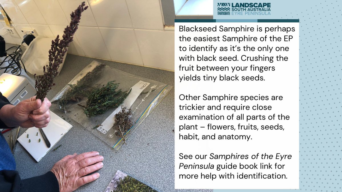 What succulent herb thrives in saline conditions like saltmarsh? Samphire! Our Landscape Officers brushed up on Samphire ID skills recently with saltmarsh expert, Peri Coleman as part of our STAR Project, funded by @AusLandcare @envirogov. Guide book link bit.ly/3D6OZV5