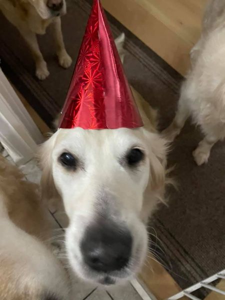 Happy 9th birthday Nelly, rescued from Serbia. 