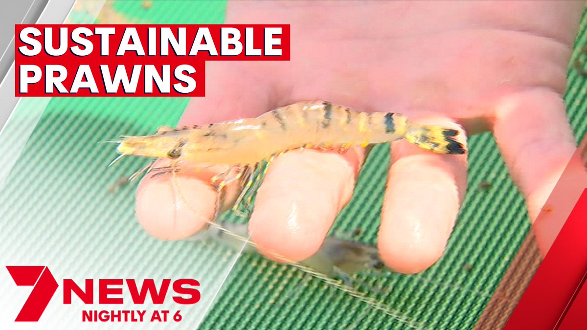 7NewsTownsville's tweet photo. A regional Queensland farmer is helping to create a more sustainable prawn. Australian Prawn Farms have just completed a world-first trial for fish-free feed, that doesn't skimp on the size of the shrimp. https://t.co/RqBWqUb3rX #7NEWS https://t.co/xzqnCH3JOi