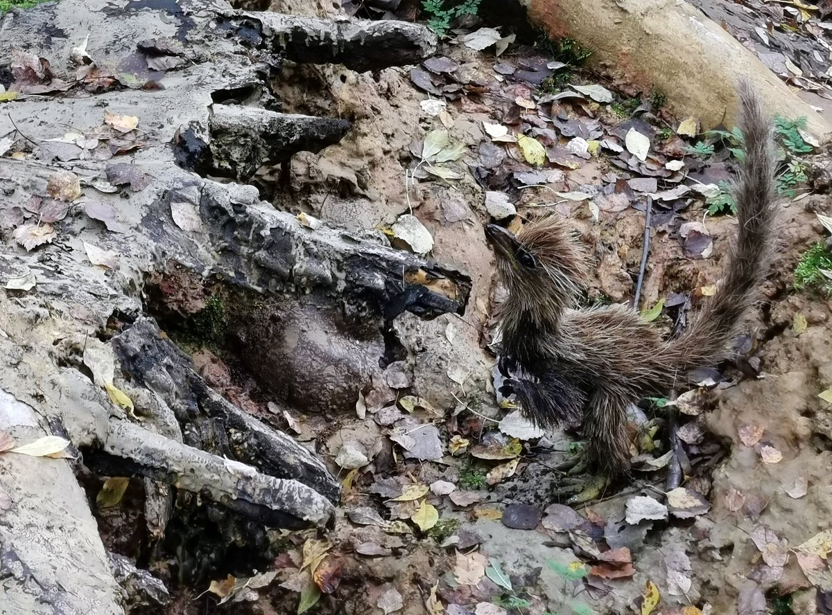 Joshua Rojas tweet media