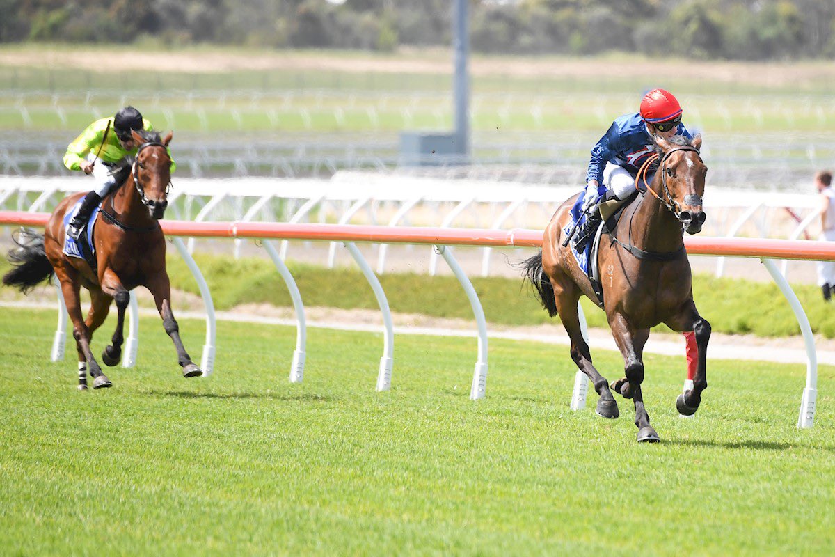 benkwok44444's tweet photo. PROJECT GUTENBERG (Complacent x Granita) broke his maiden today in the 2500m Iron Jack Australian Lagers Maiden Plate at Pakenham. 💥 Congratulations and thank you to all involved! https://t.co/lWnYTjnpnO