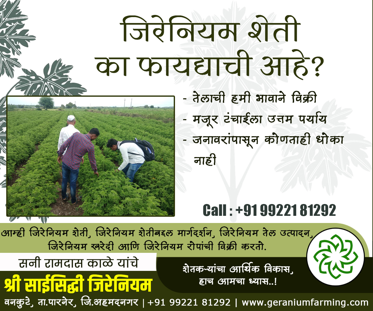 GeraniumFarming's tweet photo. श्री.साईसिद्धी जिरेनियम, वनकुटे, पारनेर, अहमदनगर.
शेतकऱ्यांचा आर्थिक विकास, हाच आमचा ध्यास..!
जिरेनियम शेती, जिरेनियम तेल उत्पादन, जिरेनियम शेती प्रशिक्षण व मार्गदर्शन, जिरेनियम खरेदी, जिरेनियम रोपांची विक्री.
#GeraniumFarming
https://t.co/XXSCNUB8rZ https://t.co/FQxWh7wq8Y