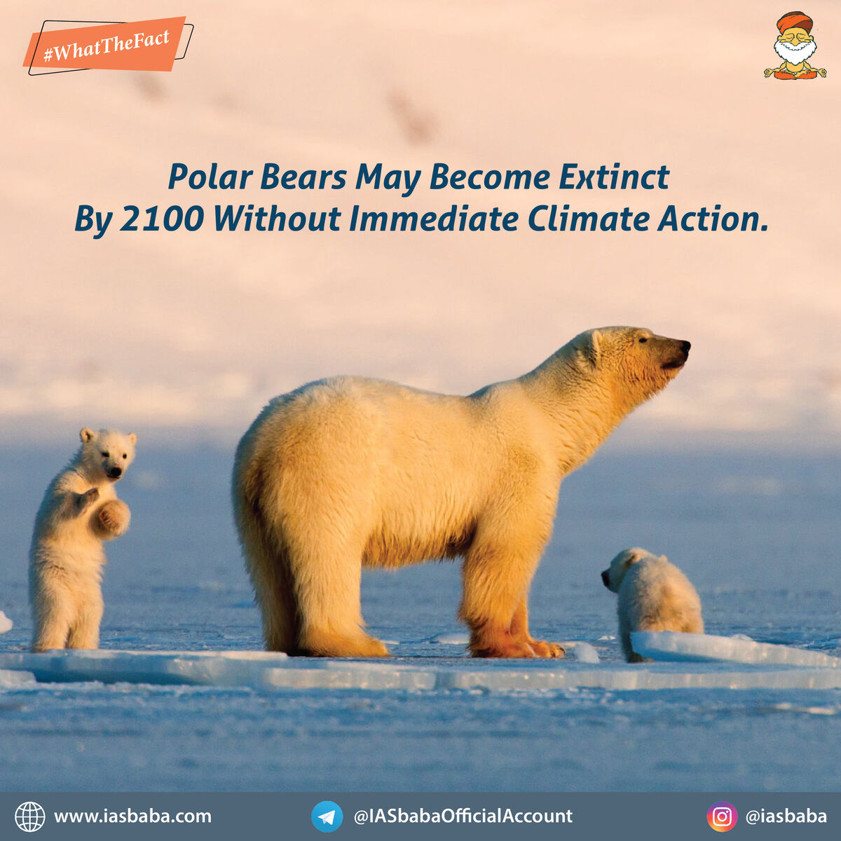 A new study shows that polar bears are likely to extinct by 2100