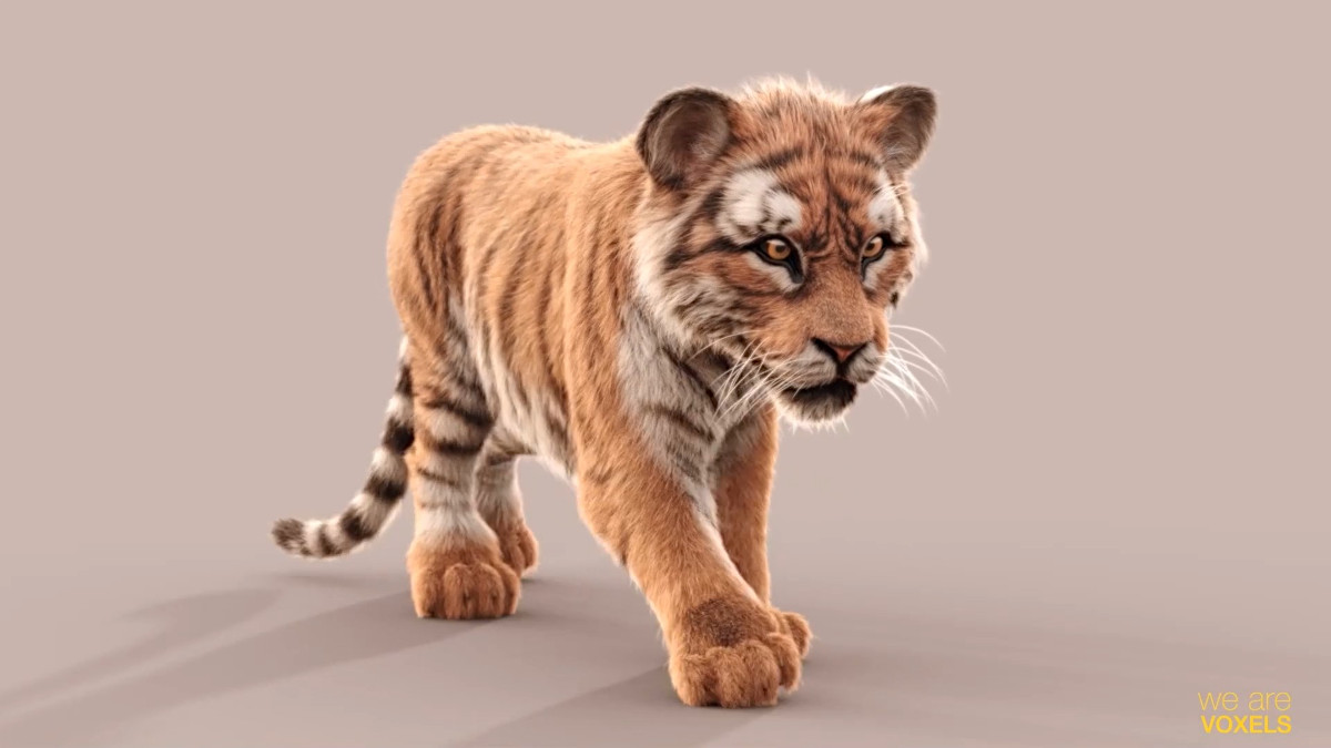 CG Bengal Tiger Animation 