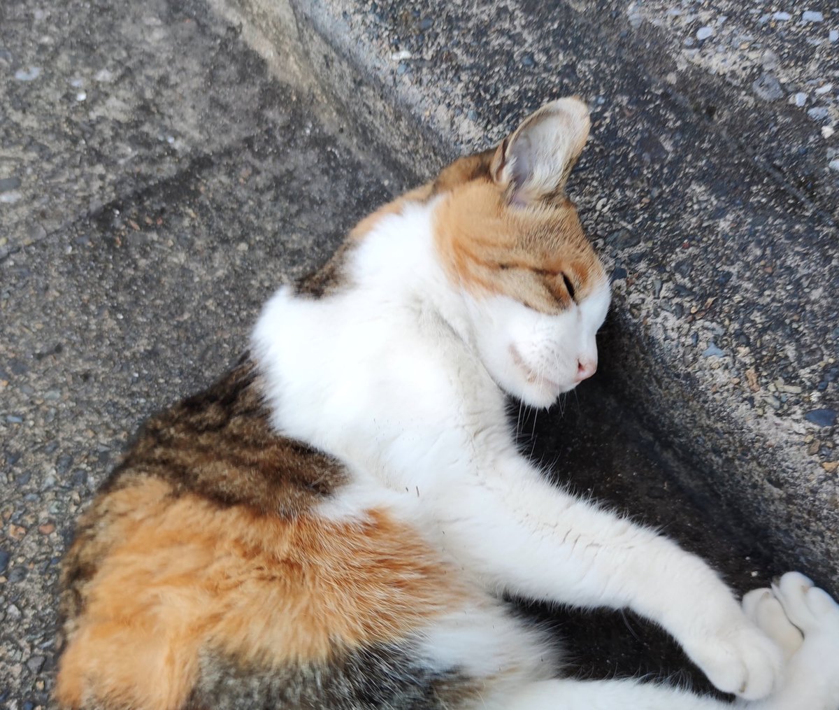 「ちょっとひさしぶりにちぃちゃんを見かけた…もう結構なおばあちゃんらしいのでしばら」|よしだ（旅館の朝食）のイラスト