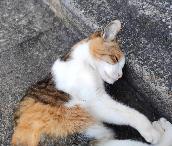 ちょっとひさしぶりにちぃちゃんを見かけた…もう結構なおばあちゃんらしいのでしばらく見ないと心配になるじゃない 