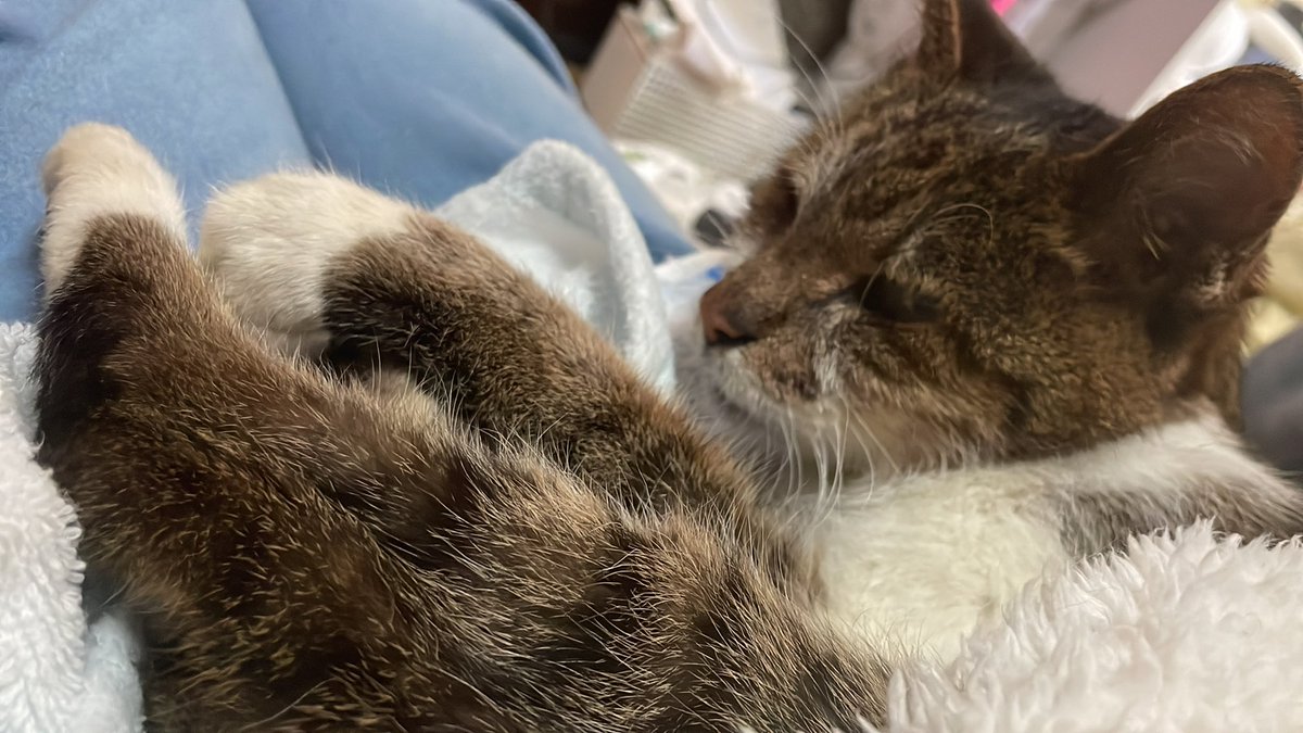 mayoineko1105's tweet photo. 病院で点滴やお薬も打ってもらい、耳も綺麗に掃除してもらいました🐈
でもお昼を食べた後にまたけいれんを起こしてしまい、痙攣の頻度が増えてきてしまったみたい
猫は強いから全然元気そうに見えるのに！
プライドの高いワガママにゃんこなので、もしかして���いとこのお嬢様かな 
 #迷子猫  #迷い猫 https://t.co/XxIxXt5EZT