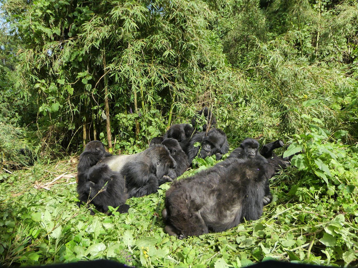 “The mountain gorilla population is so low. Unlike other species, they have not yet reached their carrying capacity, every individual life is important for the welfare &amp; sustainability of the population.” Dr. Benard Jasper Ssebide, Uganda Country Head Veterinarian,<a href="/GorillaDoctors/">Gorilla Doctors</a>