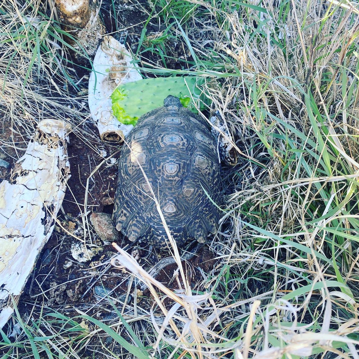 ShimmyMacomo's tweet photo. When they say running is therapeutic this is what they mean…did a Long Slow Slow Distance Run (LSSD) in the bush!!

“It doesn’t matter how slow you’re going as long as you’re going” 

#RoadToSaniStaggerMarathon2021
#ShutUpAndRun
#NoRunIsABadRun
#TeemanengRunningClub🖤💛 https://t.co/4qQ7UvAFpQ