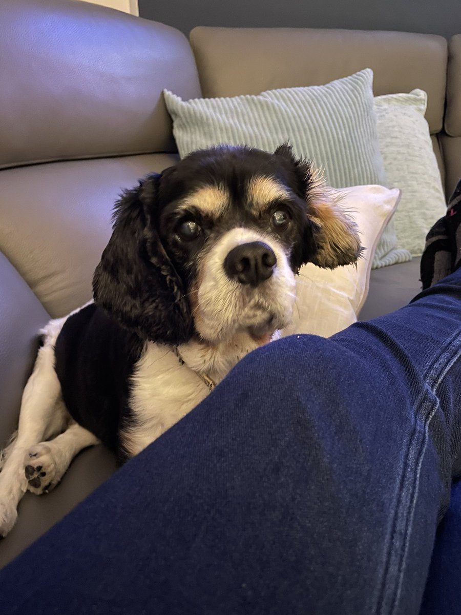 SamJCTaylor's tweet photo. @runawaygirl248 @MillyMoo2019 Sending hugs from Molly Moo 😘😘 xx https://t.co/TVKR6voxit