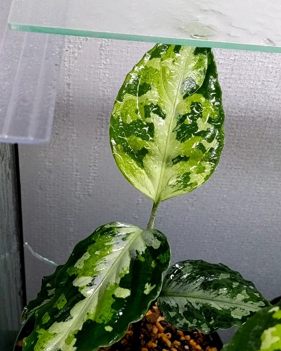 アグラオネマ Twitter Search Twitter