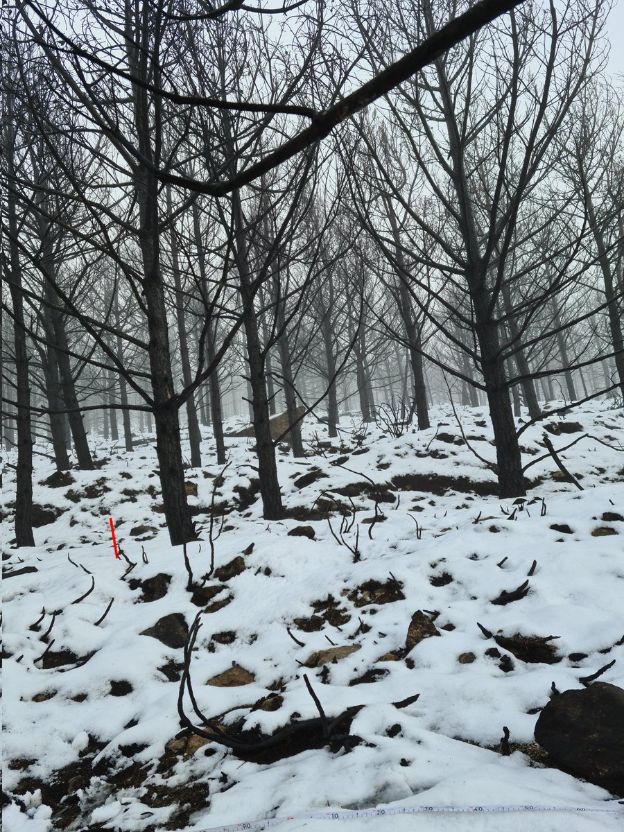 FireFungi (@firefungi_) on Twitter photo Last week we finished sampling the burnt plots!! We started at 1800m, among snow but enjoyed a warmish and sunny afternoon. With <a href="/caponte__/">Cristina Aponte</a> , Patricia Plaza and Ignacio Garcia (<a href="/INIA_es/">INIA-CSIC</a> , <a href="/La_UPM/">Universidad Politécnica de Madrid</a>) Last week we finished sampling the burnt plots!! We started at 1800m, among snow but enjoyed a warmish and sunny afternoon. With <a href="/caponte__/">Cristina Aponte</a> , Patricia Plaza and Ignacio Garcia (<a href="/INIA_es/">INIA-CSIC</a> , <a href="/La_UPM/">Universidad Politécnica de Madrid</a>)