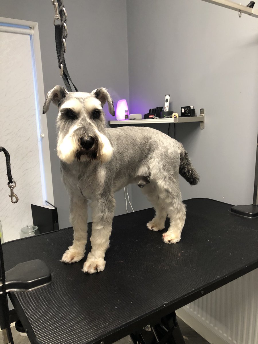 GeorginaW27's tweet photo. Albert ππ #doggroomer #doggrooming #groomerslife #doggroomersofinstagram
#doggroomersoftwitter
#homebasedsalon #smallbusiness #sheffieldissuper #lovechesterfield #derbyshire #southyorkshire #petgroomer #dogsofsheffield #derbyshiredogs #dogs #groomer #doggroomeruk https://t.co/4o6eamPkFO