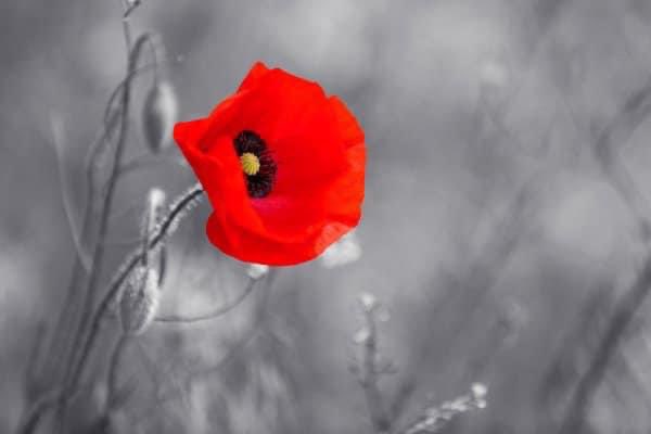 They shall grow not old, as we that are left grow old:
Age shall not weary them, nor the years condemn.
At the going down of the sun and in the morning
We will remember them.
🙏