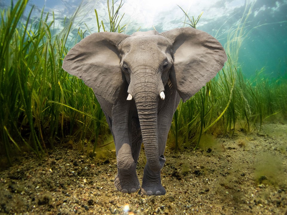 So the Elephant in the seagrass really is poor water quality 

- new study shows that 88% of seagrass globally is potentially subjected to sewage contamination

- sewage needs sorting for seagrass to be a #NatureBasedSolutions #cop26 

journals.plos.org/plosone/articl…