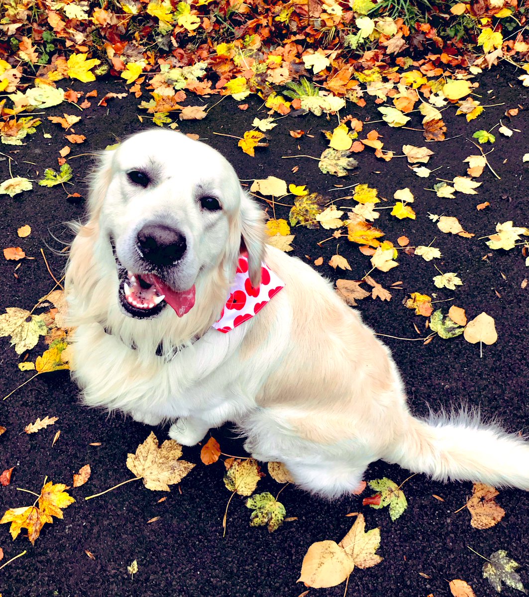 Ellis_Lisa1's tweet photo. #RemembranceDay2021 https://t.co/Bb5X2s9HkV
