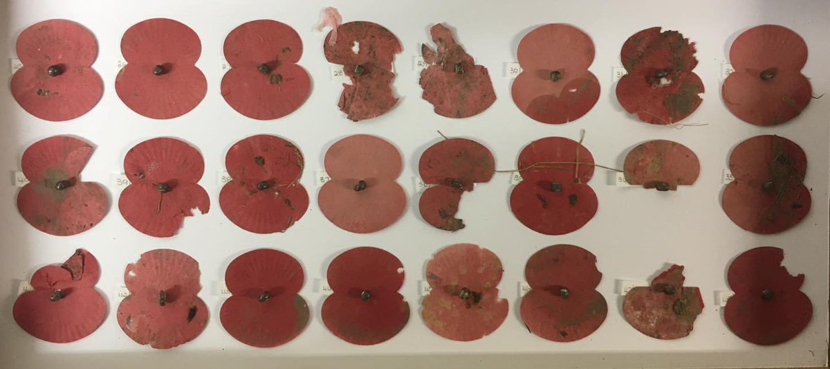 Dawn Cole tweet media