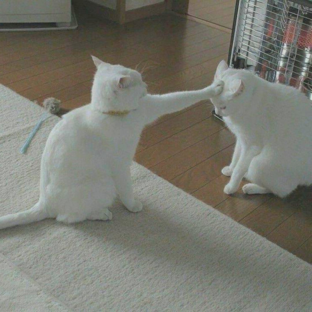 HonestHaul360's tweet photo. #catpic #catslove #catoftheworld #catsloversworld #cathkidstonmurah #caterer #windowdisplay #catwang #catioro #catsworld #catgroomer #catphotoshoot #headyglassofig #catalunya_imatges #headtable #cataloniaexperience #headingout #catrinatattoo #head2headcopycat #felidae #cat https://t.co/0GyhPXLbXa