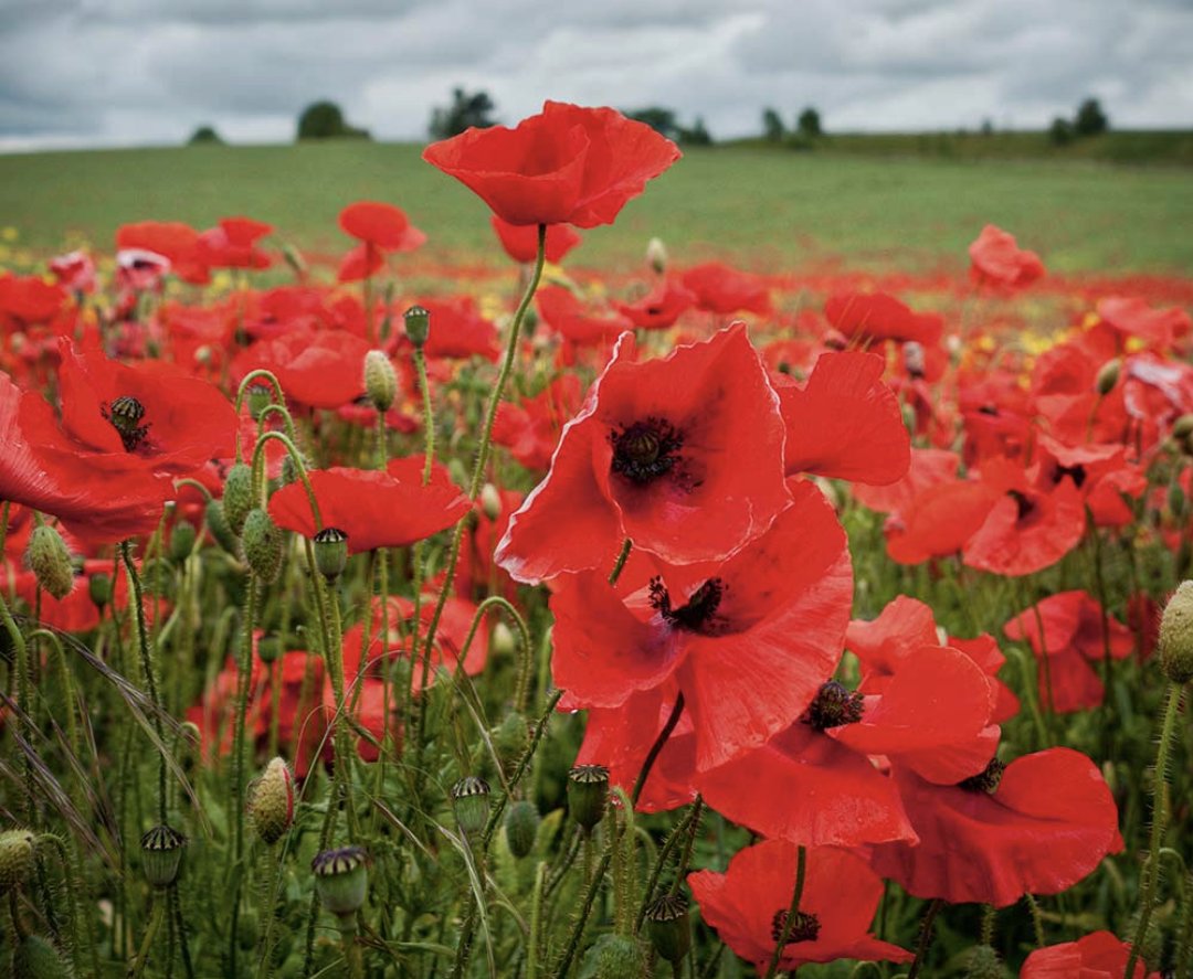 FairfordTherapy's tweet photo. We will remember them... #remembranceday #remembrance #poppyappeal #poppy #fieldofpoppies https://t.co/zJHPyIypQz