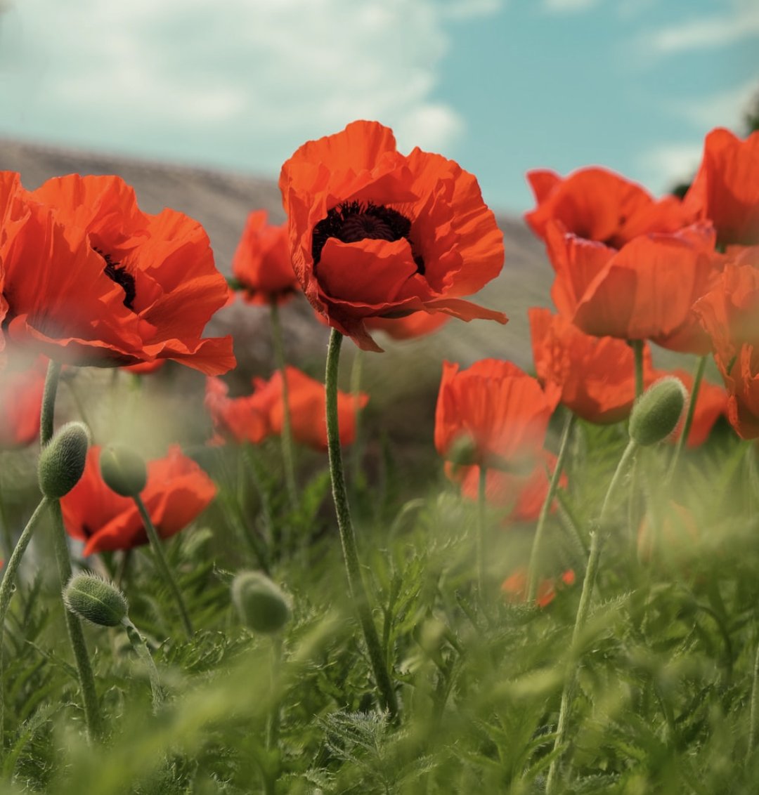 fflc_charity's tweet photo. We will remember them... #remembranceday #remembrance #poppyappeal #poppy #fieldofpoppies https://t.co/BKA1h50mrm