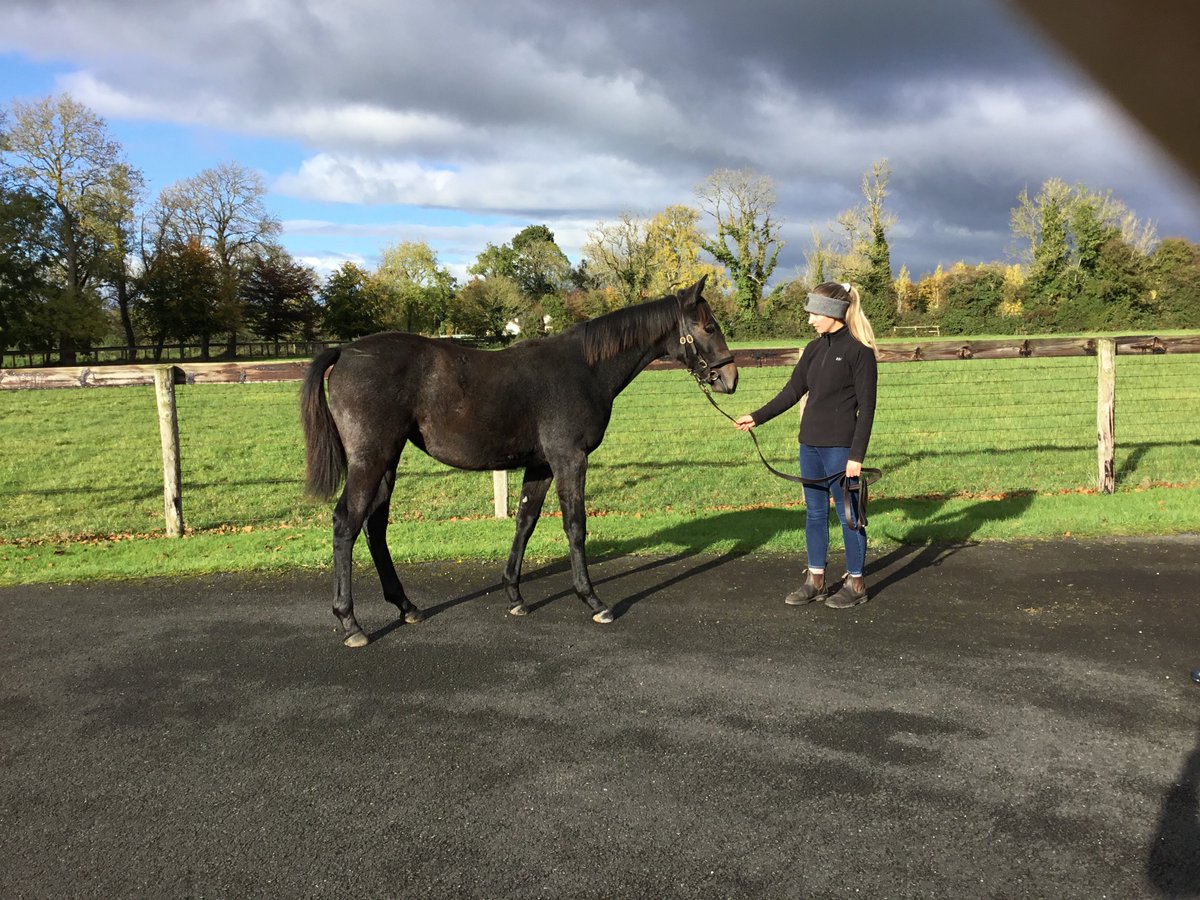 Peter O'Reilly (@peterforeilly) on Twitter photo You better be in early to the Tattersalls NH Sale this morning to catch this lovely daughter of Jukebox Jury ex Miss Peacetime ( a winning full sister to Cheltenham winner Bensalem) . Lot 2062 from Harcourt Stud CB @tatts_ireland <a href="/BurgageStud/">Burgage Stud</a> #allwinningfamily You better be in early to the Tattersalls NH Sale this morning to catch this lovely daughter of Jukebox Jury ex Miss Peacetime ( a winning full sister to Cheltenham winner Bensalem) . Lot 2062 from Harcourt Stud CB @tatts_ireland <a href="/BurgageStud/">Burgage Stud</a> #allwinningfamily