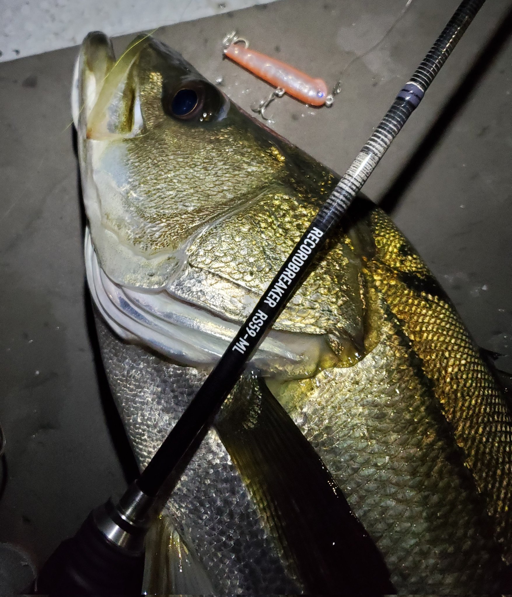 古賀 亮介 す Al Twitter 竿の話題からズレるけど 故意の大物とスネコン50 その可能性を僕に示してくれたのはblueblue入る前の星くんでした あの時は激浅テトラ際でリーダー太くしてゴツイ魚釣って見せてくれたんだ リーダーに5号フロロの釣りでも実はスネコン