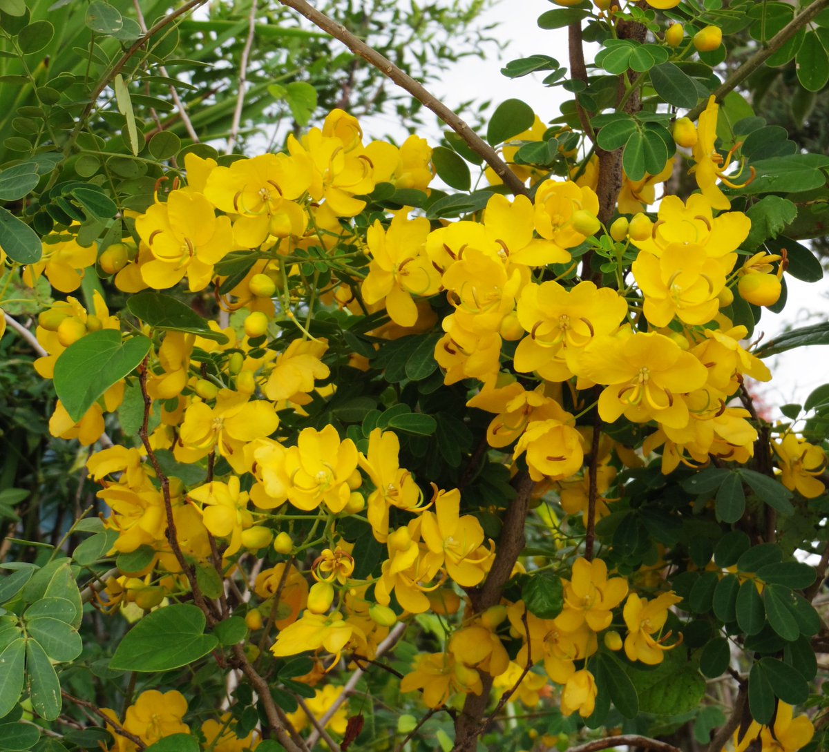 黄色い花 黄色い花