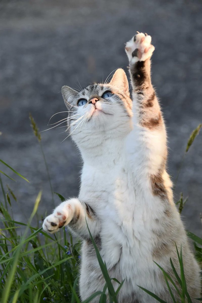 PETAUK tweet picture