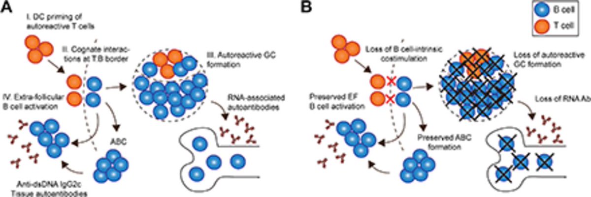 ICYMI: in a recent issue of @ScienceMagazine, I highlighted work in @J_Immunol looking at the role #BCell #costimulation plays in #GerminalCenter formation during #autoimmune disease!

Editor's Choice: 
bit.ly/EC20211021

Article:
bit.ly/3ktVGZX