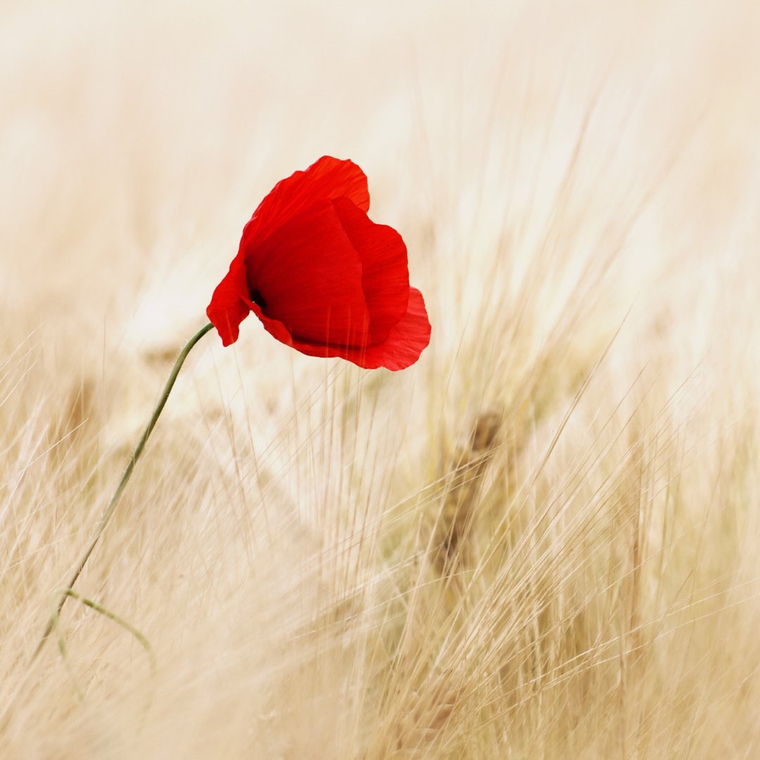 fire_bydesign's tweet image. #LestWeForget #WeWillRememberThem