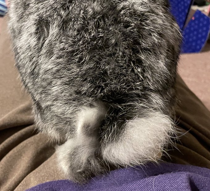 毛玉のtwitterイラスト検索結果 古い順