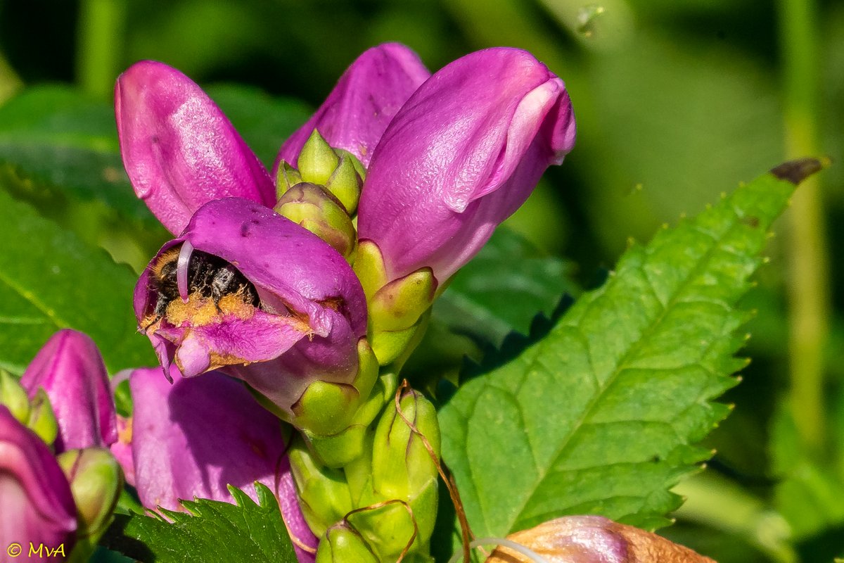 MaartenvanAtten's tweet image. Een, voor mij ongebruikelijk, uitstapje naar een #vaste_plant. #Chelone, prachtig hoe de #hommels zich erin en eruit werken. #biodiversiteit in de tuin.