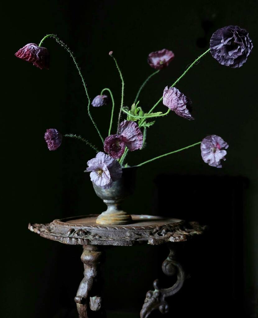 Remembering - with curved legs and grey poppies 

.

.

#remembrance #poppies #poppyflower #lestweforget #poppy #artinnature #flowerart
#artforartssake #organicart #botanicaldreamers
#mybotanicalheart #themagicinnature
#allthingsbotanical #thebotanical… instagr.am/p/CWIIKdOo_Zy/