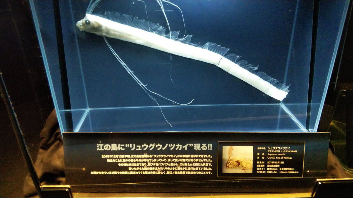 MbAnimal's tweet photo. 写真を整理していたら出てきた。江ノ島にリュウグノツカイって、なんとも良い組合せである。なにせ、小田急線江ノ島駅が竜宮城みたいな建物なのだから。 https://t.co/Rr6a4w52Gb
