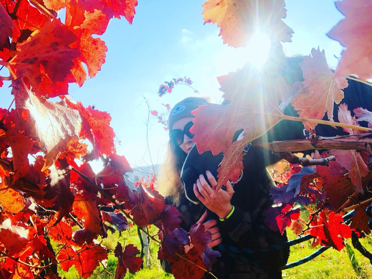 Christy463's tweet photo. Colors of autumn #AutumnFalls #COLOURS #beautiful https://t.co/M9mJ9Wl2K7