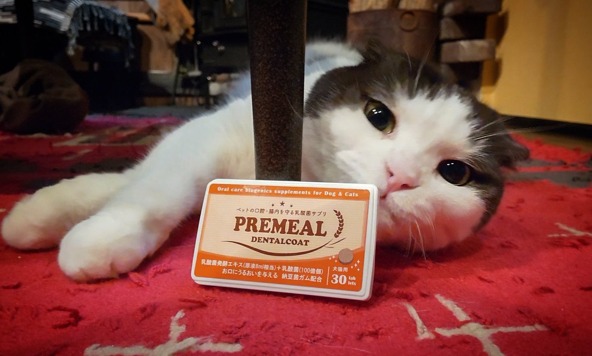 nS5NKfflOKJ2oGE's tweet photo. と~っても良いもの見つけました🎵『BYRON』さんの『PREMEAL』です😊1粒の中に16種類の乳酸菌がぎゅ~っと濃縮、猫ちゃんのお口の健康は当然のこと腸内環境にもバッチリ✨うちの猫達のゆるゆる軟便が改善されました💩BYRONさんありがとう😆 #PREMEAL #プレミール #デンタルコート #乳酸菌発酵エキス https://t.co/4z3MEWV8RM