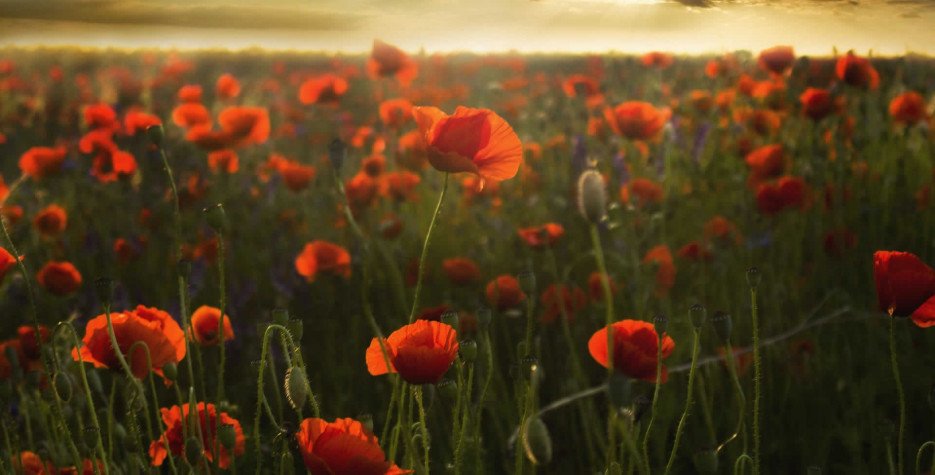 rafbasketball's tweet photo. Today the RAF Basketball team remember those who paid the ultimate sacrifice. Who are you remembering?
#RemembranceDay2021 #LestWeForget #armisticeday https://t.co/uzryxUbUt7