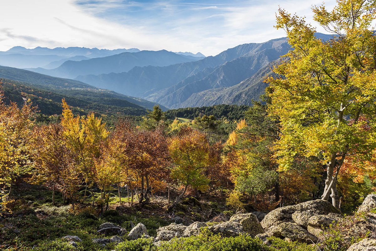 Un dels arbres de #colorsdetardor és el faig. 
El #PNAltPirineu no és país de fagedes pel seu clima continental, però al Bosc de #Virós existeix una bella fageda d'arbres retorçats amb sotabosc de boixerola. Preciós! 🍁

<a href="/pnaltpirineu/">Parc Natural de l'Alt Pirineu</a> <a href="/visitpallars/">Turisme Pallars Sobirà</a>