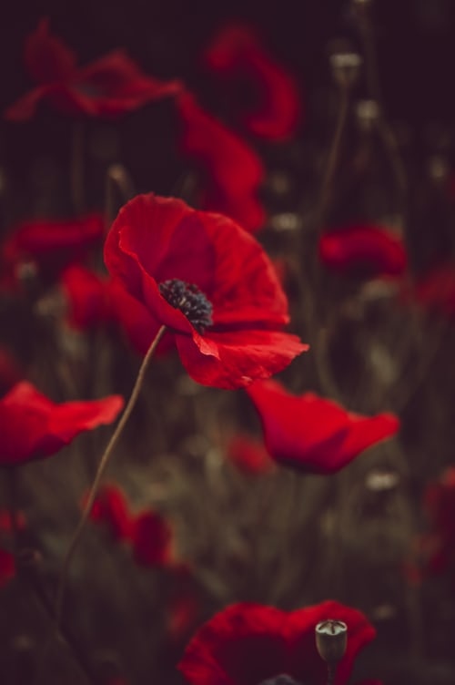 SolveMyIT's tweet photo. We will remember them. Solve-IT will be observing the minutes' silence at 11am today in order to remember our service men and women who died for our country. 
#remembranceday2021 https://t.co/itSj2077t9