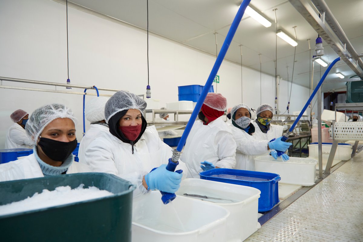 AtlantisASP's tweet photo. High fins to us! Atlantis Seafood Products employs 350 people from the community. We positively impact a further approximately 1 500 family and extended family members who are supported by our employees, many of whom are the sole breadwinners.
#OurAtlantis #BuildBackBetter https://t.co/dAhepeZSw0