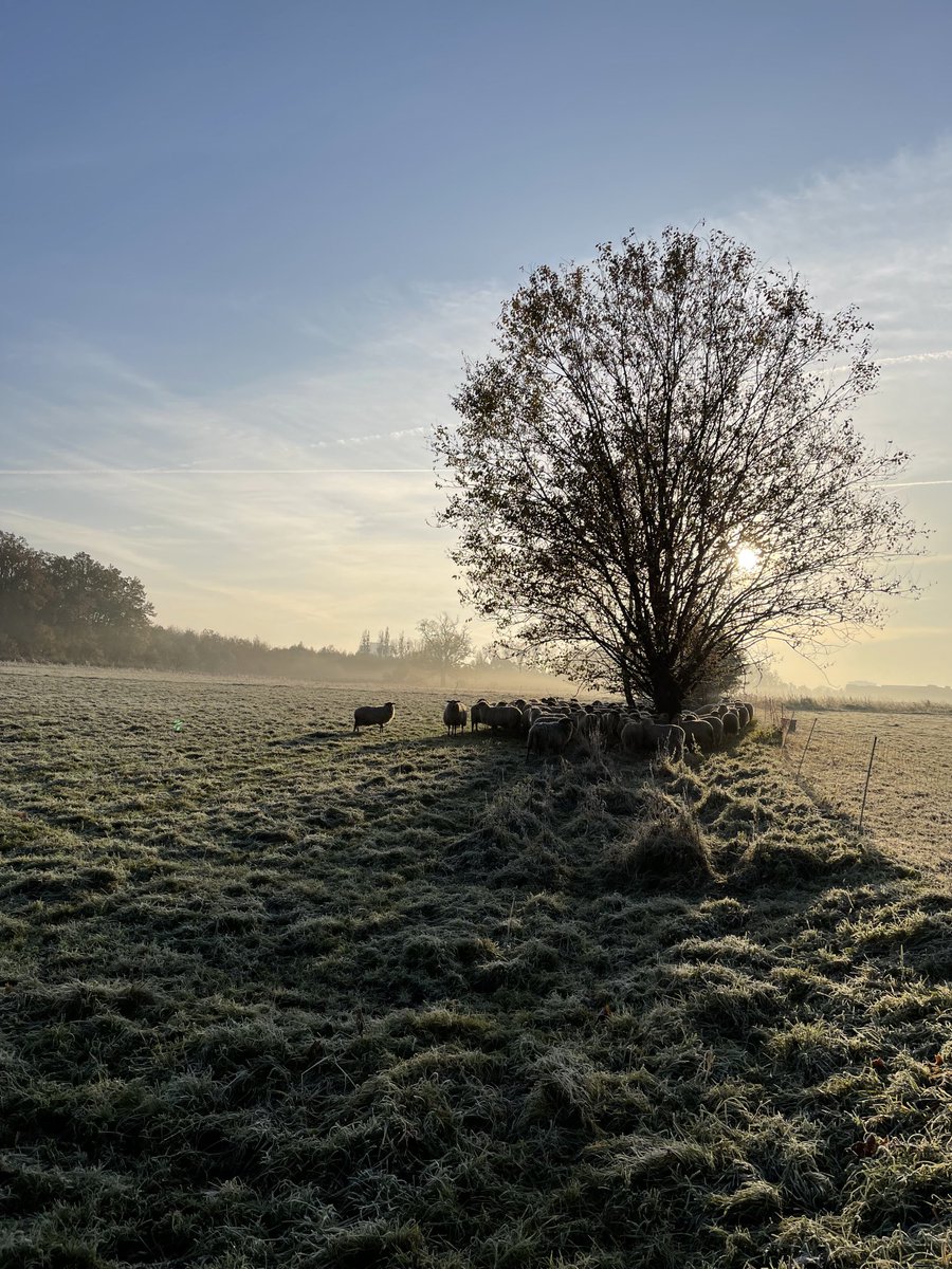 JoseHermens's tweet photo. Goedemorgen vanaf een koud Zuid-Limburg! Op de 11e van de 11e het begin van de winter in de herfst vieren. #mergellandschaap #winterweer ⁦@HotelTerworm⁩ ⁦@Natuurmonument⁩ https://t.co/07OYcPgGtW