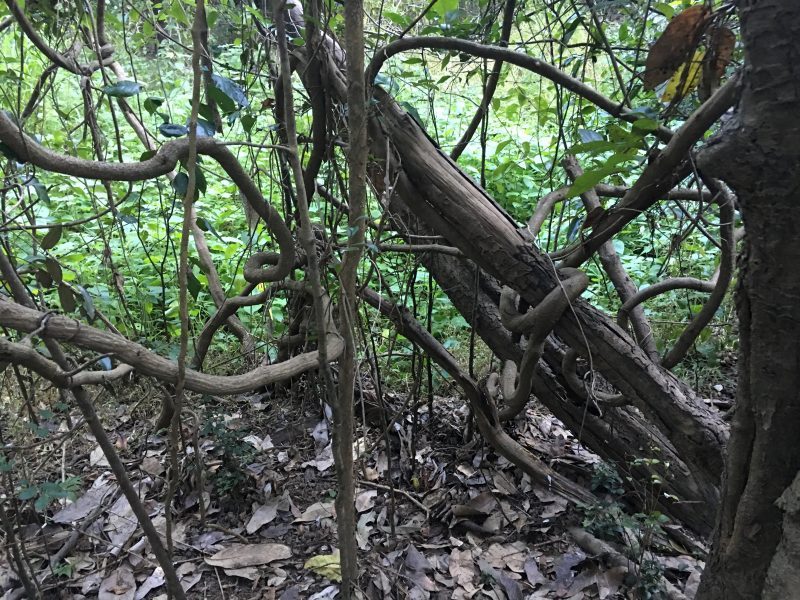 NomadicBrits's tweet photo. Sharon Gorge in Bundaberg
https://t.co/Gb1fDSow1s
#travel #lookatourworld #travelbloging #travelbloggers #BeatenPath #Overgrown #VisitQueensland #WasteOfTime https://t.co/HGPNWeeuGX
