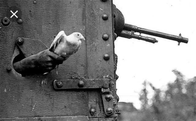 joynes85's tweet photo. From elephants to pigeons, millions of animals were forced into the war effort and did just what animals do...everything and more of what was demanded of them. We must honour &amp; remember them #LestWeForget #Heroes https://t.co/AoiA05Ycxv